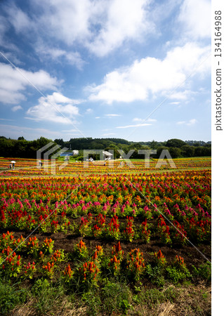 Colorful cockscomb fields at Nasu Flower World 134164988
