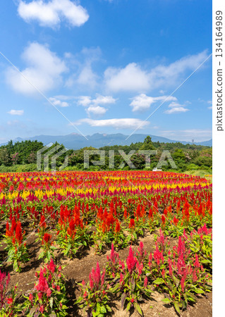 Colorful cockscomb fields at Nasu Flower World 134164989