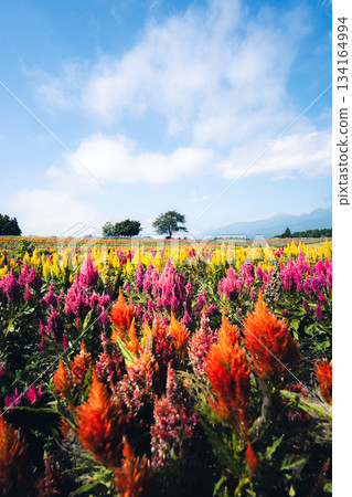 那須花世界的五彩雞冠花田 134164994