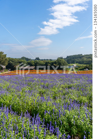 Lavender and colorful flower fields at Nasu Flower World Lavender and colorful flower fields at Nasu Flower World 134165080