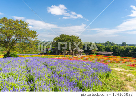Lavender and colorful flower fields at Nasu Flower World 134165082