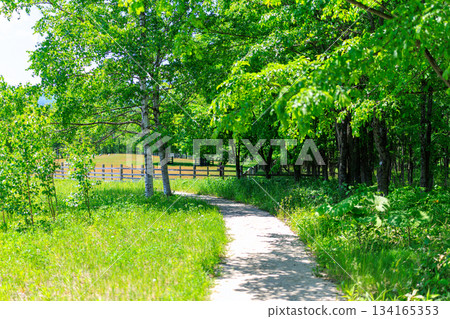 Promenade surrounded by fresh greenery Promenade surrounded by fresh greenery 134165353