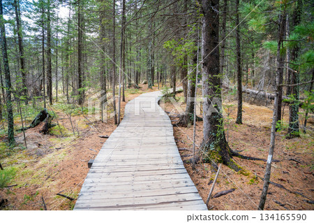Wooden trail leading through forest to Blue Geyser Lake near Aktash Altai Russia. Nature path guiding visitors to volcanic lake 134165590