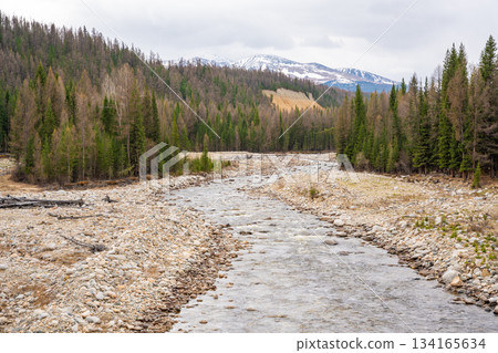 Mountain river flowing on ridge near Ulagan town Altai Russia. Clear alpine water stream surrounded by rugged nature Mountain river flowing on ridge near Ulagan town Altai Russia. Clear alpine water stream surrounded by rugged nature 134165634