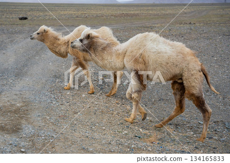 Camels walking along the road near Kosh-Agach Altai Russia. Nomadic animals roaming steppe landscape close to Mongolia border. Camels walking along the road near Kosh-Agach Altai Russia. Nomadic animals roaming steppe landscape close to Mongolia border. 134165833