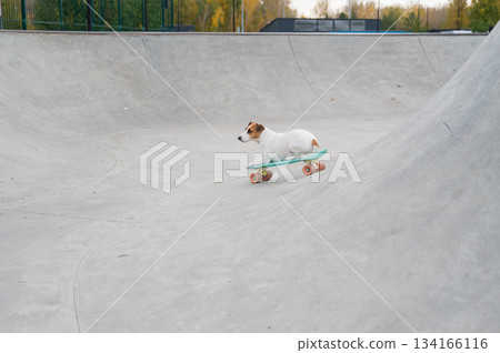 A Jack Russell Terrier rides a penny board at a skate park. A Jack Russell Terrier rides a penny board at a skate park. 134166116