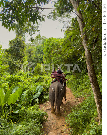 A man and a woman couple riding an elephant in the jungle in cloudy weather, rear view of the elephant 134166136