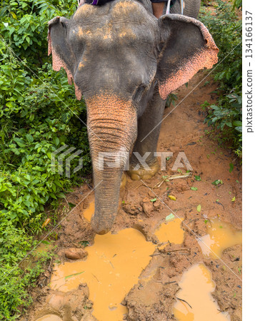 Elephant walks through mud in the jungle, front view from above, puddles after rain, nobody 134166137