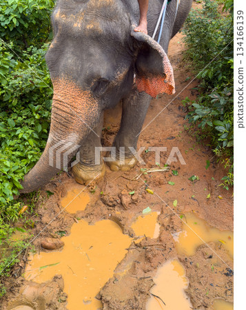 Elephant walks through mud in the jungle, front view from above, puddles after rain, nobody Elephant walks through mud in the jungle, front view from above, puddles after rain, nobody 134166139