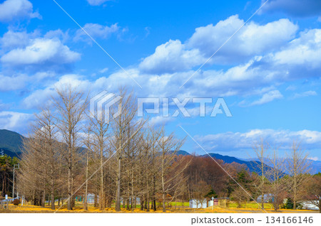 A grove of ginkgo trees with their leaves fallen [Nagano Prefecture] 134166146