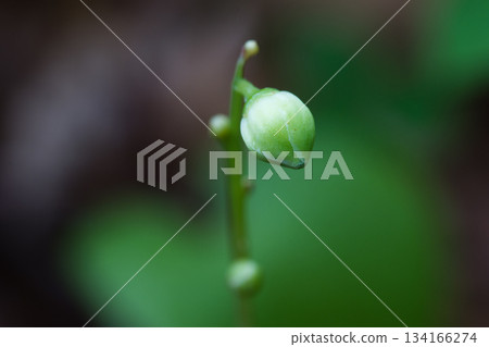 陣陽一役莊 陣陽一役莊 134166274