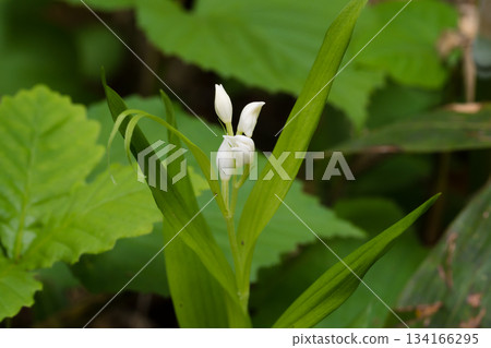 日本人參的白色花朵 日本人參的白色花朵 134166295