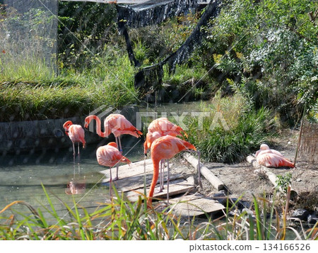 火烈鳥 火烈鳥 134166526