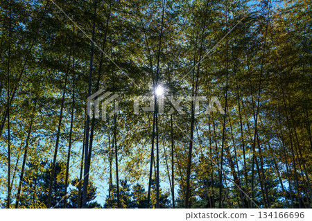 午後的陽光透過京漢那紀念公園林蔭道旁的竹林灑下斑駁的光影。 134166696