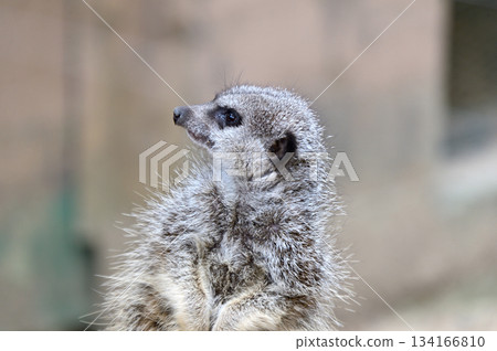 看看Meerkat 134166810