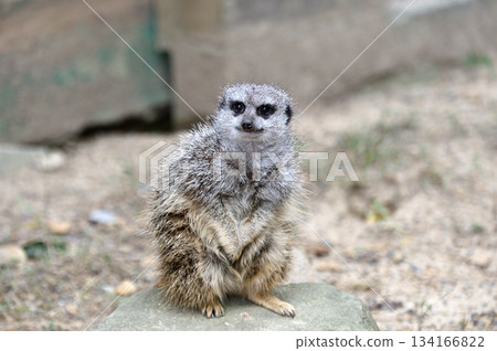 Look at Meerkat Look at Meerkat 134166822