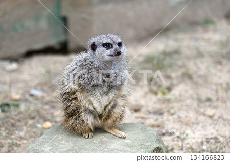 Look at Meerkat 134166823