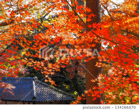 A temple surrounded by autumn leaves 134166870