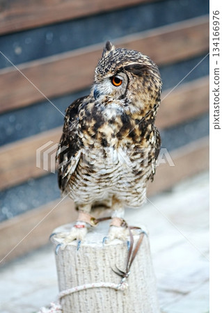 孟加拉Eagleworm 134166976