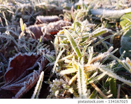 Hoarfrost Covers Grass and Leaves in a Winter Scene at Dawn in an Open Field Hoarfrost Covers Grass and Leaves in a Winter Scene at Dawn in an Open Field 134167025
