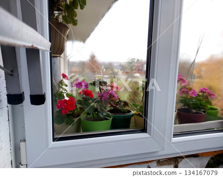 Window View Showing Flower Pots During a Cloudy Day in an Urban Setting Window View Showing Flower Pots During a Cloudy Day in an Urban Setting 134167079