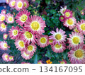 Chrysanthemums Bloom in a Vibrant Flowerbed During a Sunny Day in the Garden 134167095