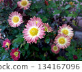 Garden Flowers Bloom in Vibrant Colors During the Late Afternoon Sunlight in a Backyard 134167096