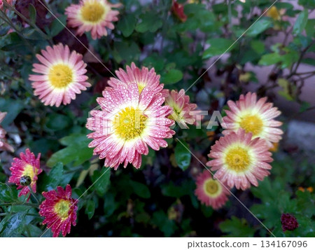 Garden Flowers Bloom in Vibrant Colors During the Late Afternoon Sunlight in a Backyard 134167096