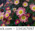 Pink and Yellow Chrysanthemums Bloom in a Flowerbed During Autumn in a Local Garden 134167097