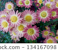 Chrysanthemum Flowers Bloom in a Garden Flowerbed During the Warm Season Under Natural Sunlight 134167098
