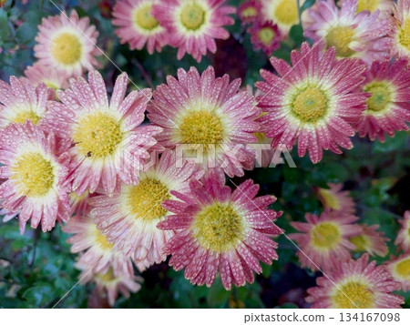 Chrysanthemum Flowers Bloom in a Garden Flowerbed During the Warm Season Under Natural Sunlight Chrysanthemum Flowers Bloom in a Garden Flowerbed During the Warm Season Under Natural Sunlight 134167098