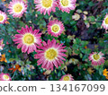 Chrysanthemums Bloom in a Vibrant Flowerbed Located in a Sunny Garden During the Autumn Season 134167099
