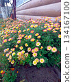 Chrysanthemum Flowers Bloom in a Garden Flowerbed Near a Wooden House in Autumn 134167100