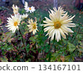 Chrysanthemum Flowers Growing in a Garden Under Light Rain in a Flowerbed During Autumn Season 134167101
