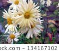 White Chrysanthemums Grow in a Garden Flowerbed With Dew on Petals During Morning Light 134167102