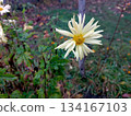 White Chrysanthemum Stands out in a Flowerbed During a Garden Visit in Autumn 134167103