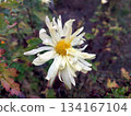 Insect Perched on White Chrysanthemum Flower After Rain in Garden Flowerbed 134167104
