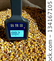 Corn Grain Moisture Measurement Using a Digital Meter in a Storage Container at a Farm 134167105