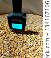 Measuring Moisture Level in Corn Grain Using a Handheld Device for Accurate Assessment 134167106