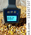 Measuring Moisture Level in Corn Grain Using a Handheld Device on a Farm in Harvest Season 134167107
