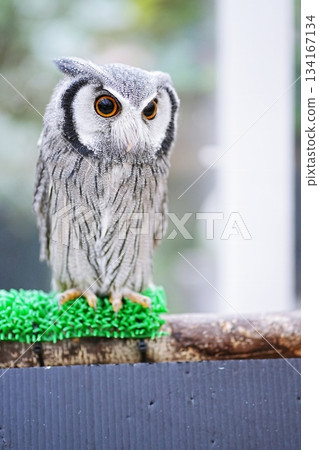 African elephant hazuku African elephant hazuku 134167134