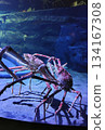 Spider crab at Takeshima Aquarium Spider crab at Takeshima Aquarium 134167308