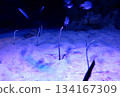 Japanese striped conger eel at Takeshima Aquarium Japanese striped conger eel at Takeshima Aquarium 134167309