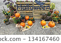 Flower Park Gangnam Halloween Flower Park Gangnam Halloween 134167460
