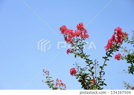 湛藍的天空映襯著艷麗的紫薇花 湛藍的天空映襯著艷麗的紫薇花 134167504