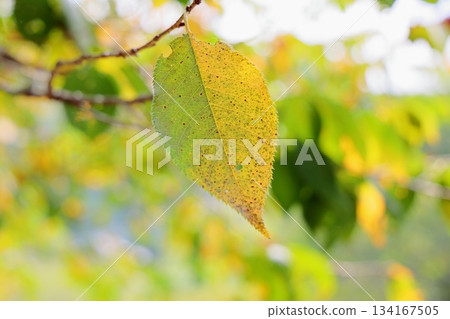 櫻花葉片變色 134167505