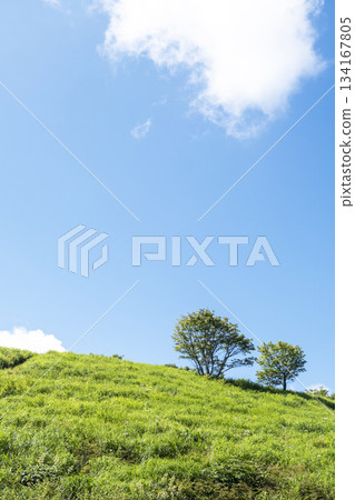 Summer grass and blue sky on the plateau (Oyama Kyoganari) 134167805