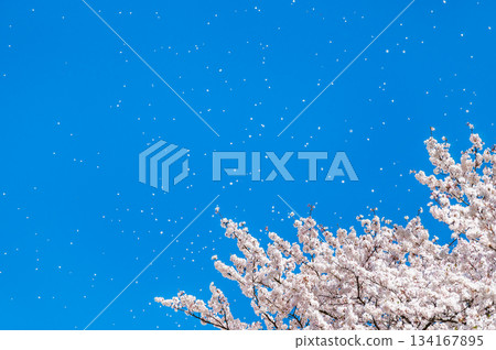 櫻吹雪 134167895