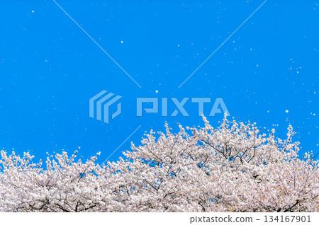 SakuraFubuki  134167901