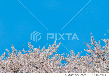 Cherry blossoms in blue sky 134167961